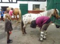 Pflegeponys putzen