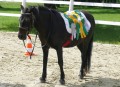 Tango das Schleifenpony
