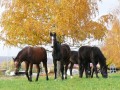 Die Fohlen unterm Herbstbaum
