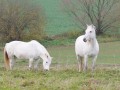 Sheila und Jamaika