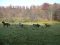 Hillersbacher