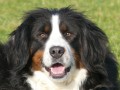 Nala