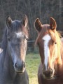 Sexappeal und Summerlove