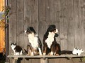 Mal nicht wie Hund und Katz :-)