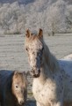 Mucki und Herzbube